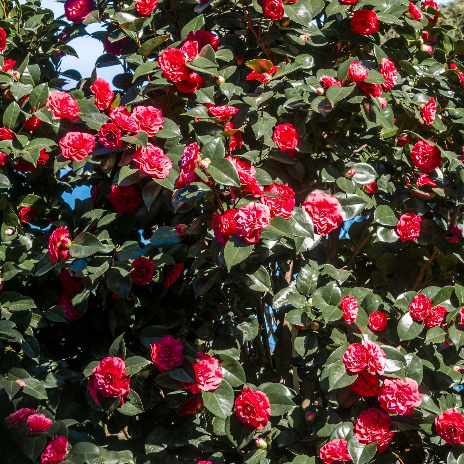 Kamelie - Japanische Kamelie ‘Lady Campbell’ - Camellia japonica Lady Campbell