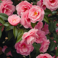 Kamelie - Japanische Kamelie ‘Mathotiana Rosea’ - Camellia Mathotiana rosea