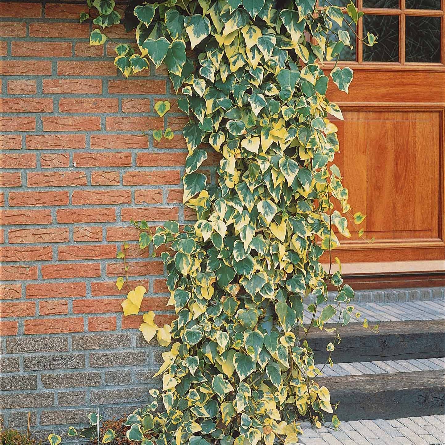 Hedera colchica dentata variegata - Kaukasus-Efeu ‘Dentata Variegata’ - Kletter-Efeu - Hedera