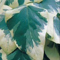 Kletter-Efeu - Hedera - Kaukasus-Efeu ‘Dentata Variegata’ - Hedera colchica dentata variegata