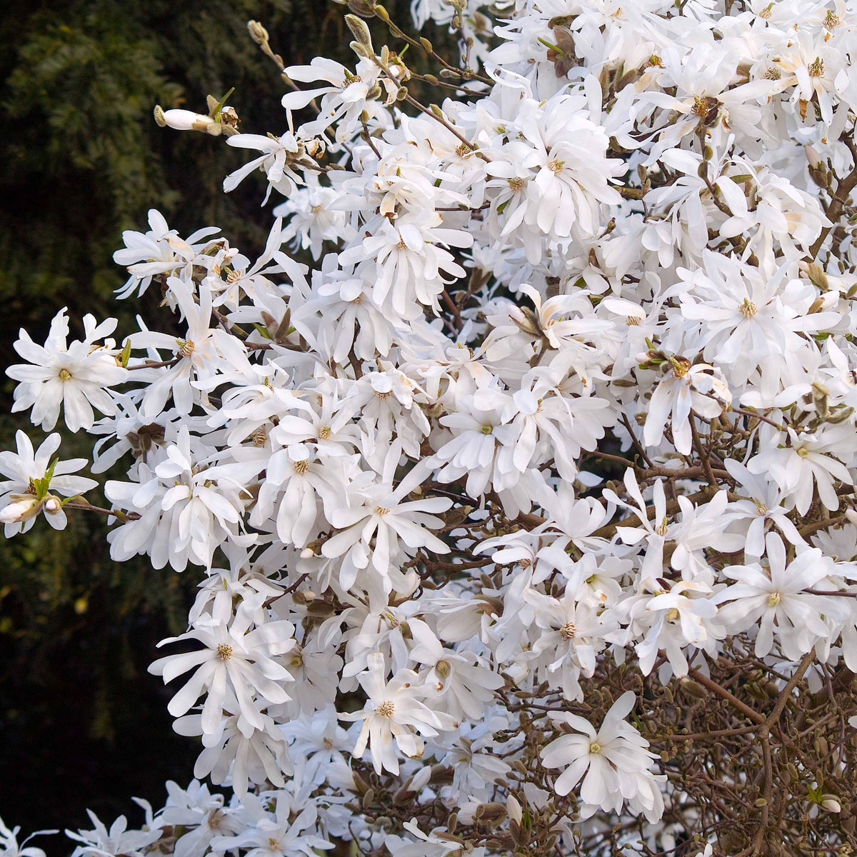 Magnolien - Sternmagnolie - Magnolia stellata