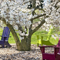 Verkauf Sternmagnolie - Magnolia stellata