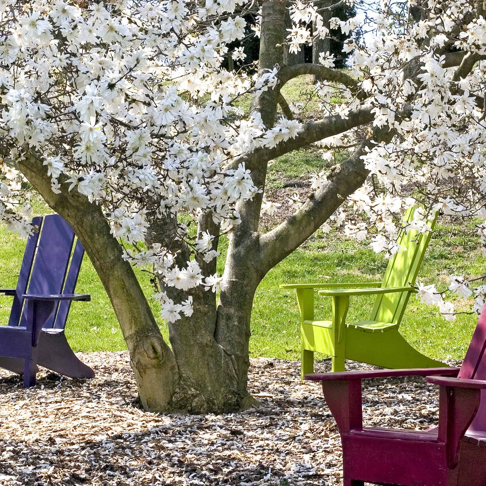 Verkauf Sternmagnolie - Magnolia stellata