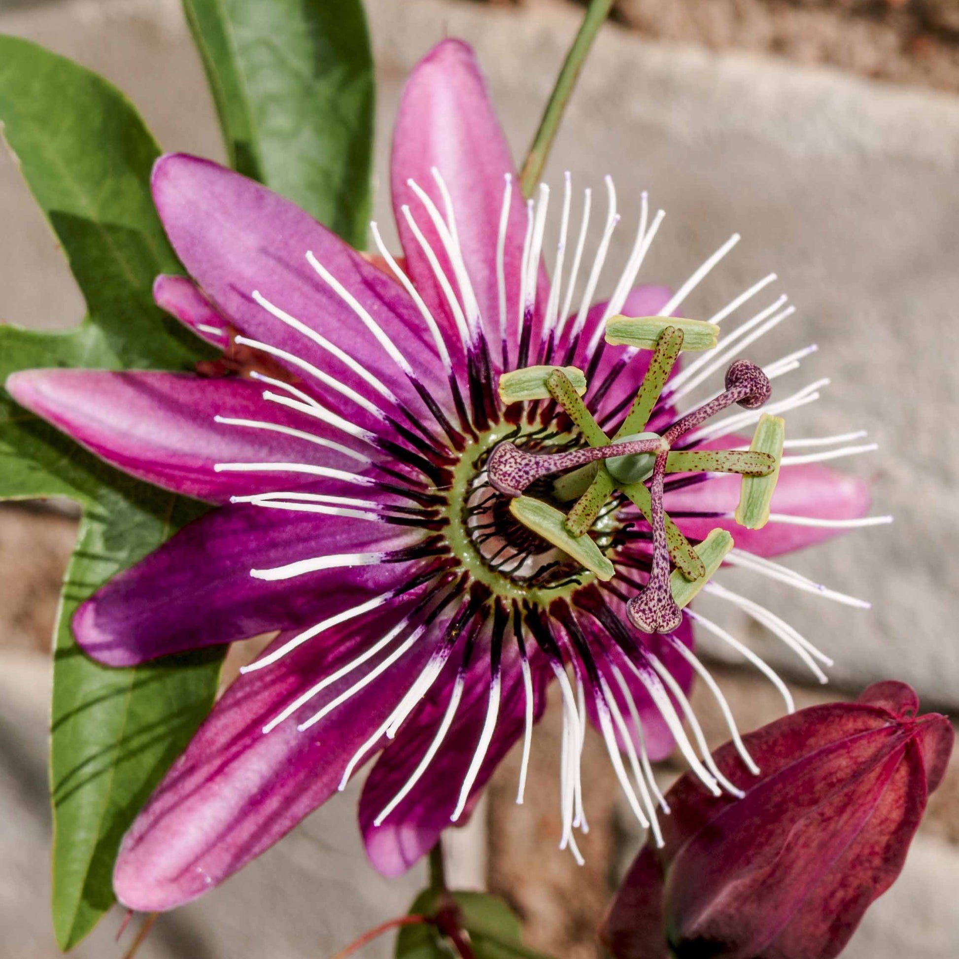 Passionsblume Victoria - Passiflora caerulea victoria - Bakker