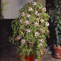 Passiflora caerulea victoria - Passionsblume Victoria - Passionsblume