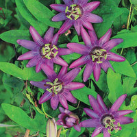 Passionsblume Lavender Lady - Passiflora x lavender lady - Bakker