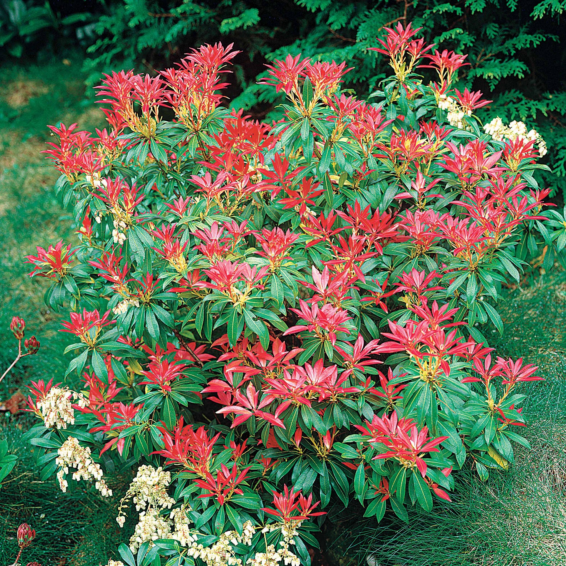 Pieris japonica Forest Flame - Schattenglöckchen Forest Flame - Immergrüne Pflanzen