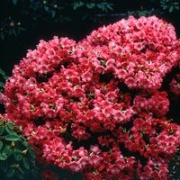 Rhododendron Baden Baden - Zwerg Alpenrose Baden-Baden - Rhododendron