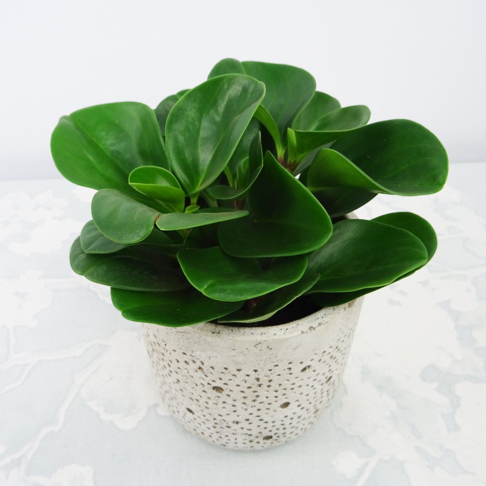 Peperomia green - Peperomie grün - Grüne Zimmerpflanzen