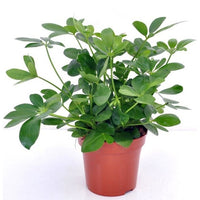 Grüne Zimmerpflanzen - Strahlenaralie - Schefflera arboricola
