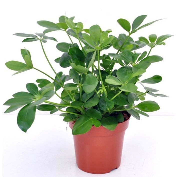 Grüne Zimmerpflanzen - Strahlenaralie - Schefflera arboricola