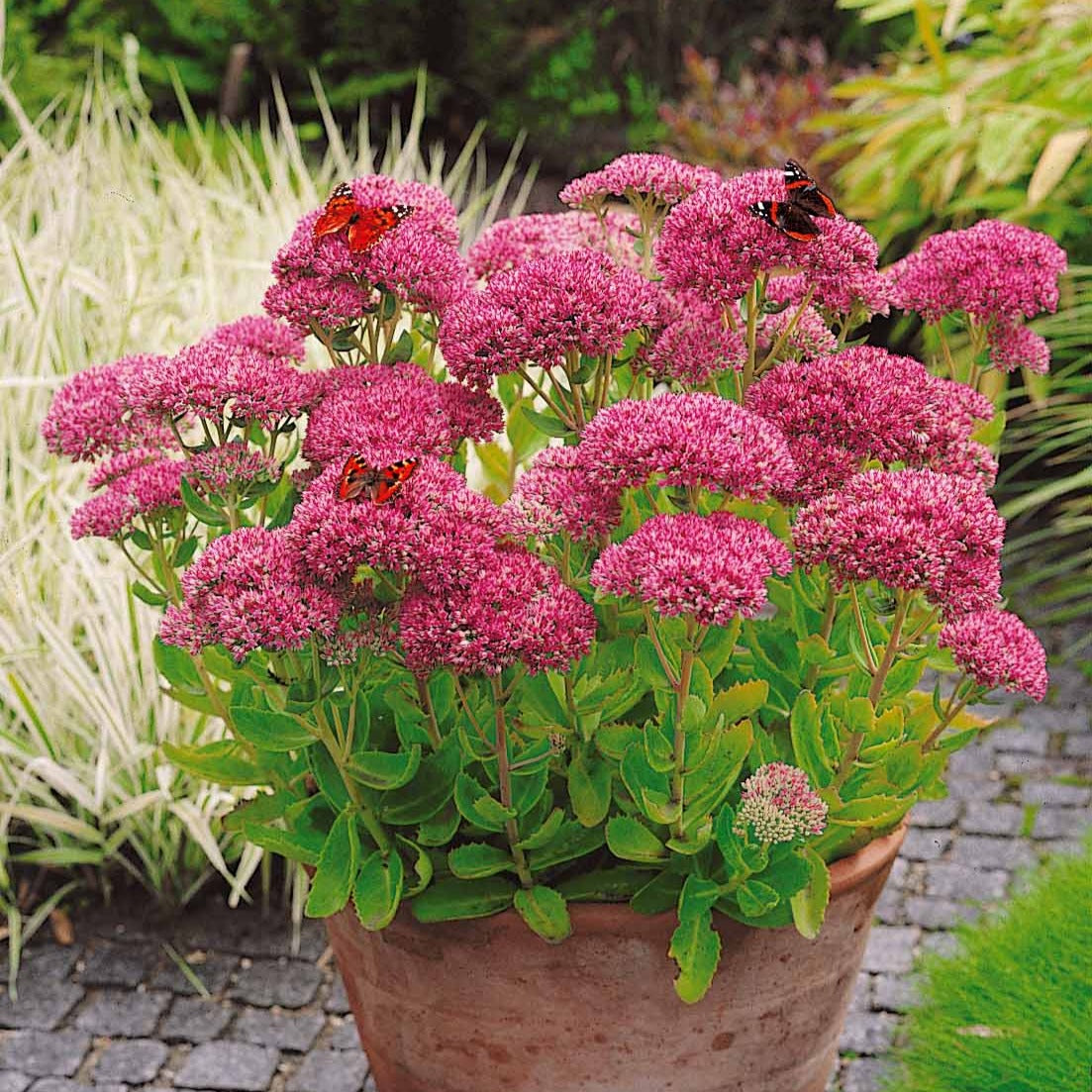 Fetthenne - Sedum spectabile - Bakker