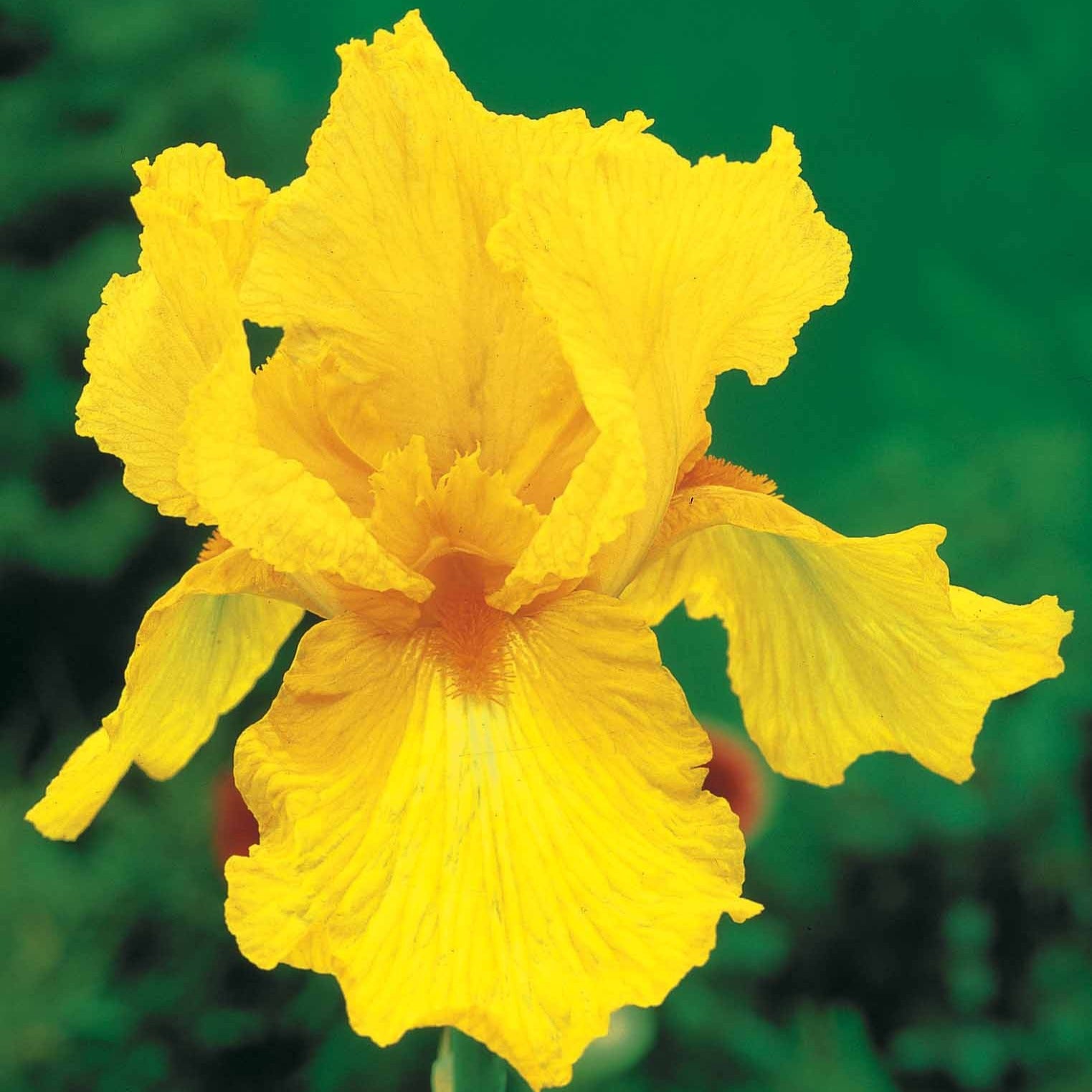Iris germanica sangreal - Deutsche Schwertlilie Sangreal (x2) - Iris germanica - Deutsche Schwertlilie