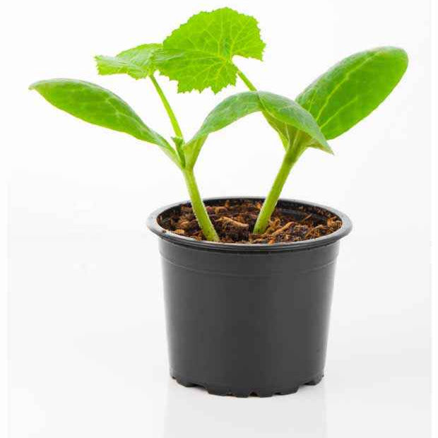 Gelbe Zucchini Sunlight F1 Pflanzen - Cucurbita pepo jaune sunlight f1 - Bakker