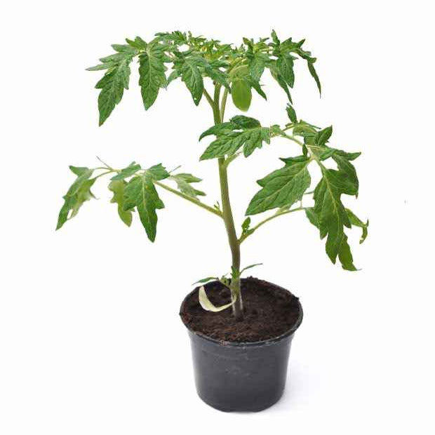 Verkauf Tomate Green Zebra Pflanzen - Solanum lycopersicum green zebra
