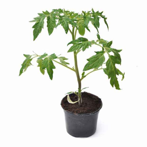 Tomate ‘Olivette Roma’ Pflanzen (x3) - Solanum lycopersicum olivette roma - Bakker