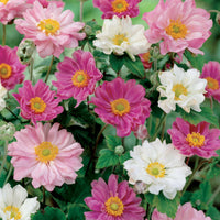 Japan-Anemonen gefüllt (x2) - Bakker