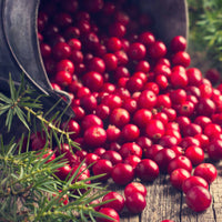 Vaccinium macrocarpon - Großfrüchtige Moosbeere - Heidelbeeren