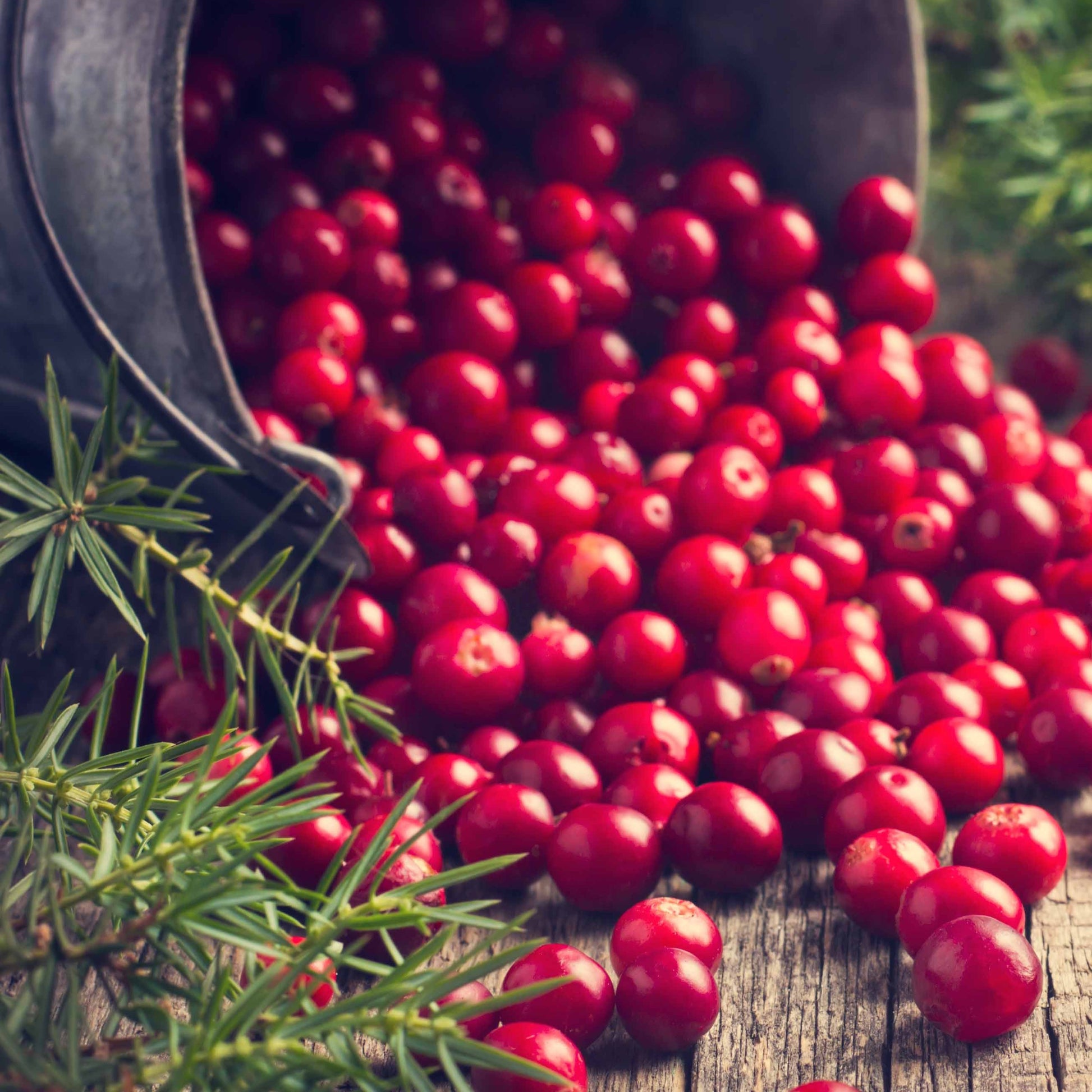 Vaccinium macrocarpon - Großfrüchtige Moosbeere - Heidelbeeren
