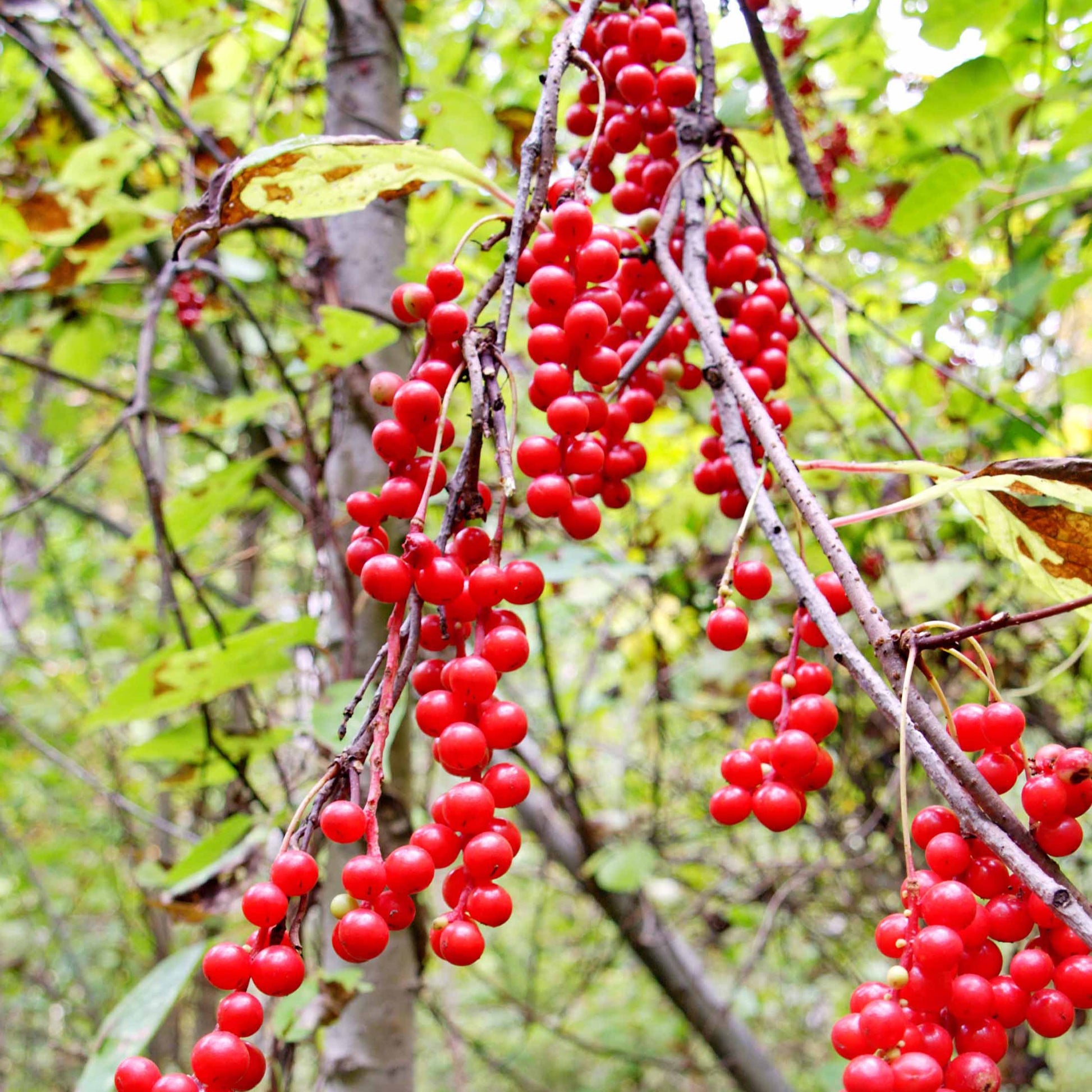 Schisandra chinensis - Chinabeere - Andere Obstbäume und Sträucher