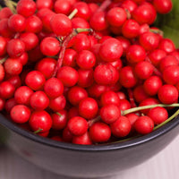 Chinabeere - Schisandra chinensis - Bakker