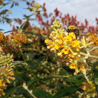 Schmetterlingsflieder Sungold - Bakker