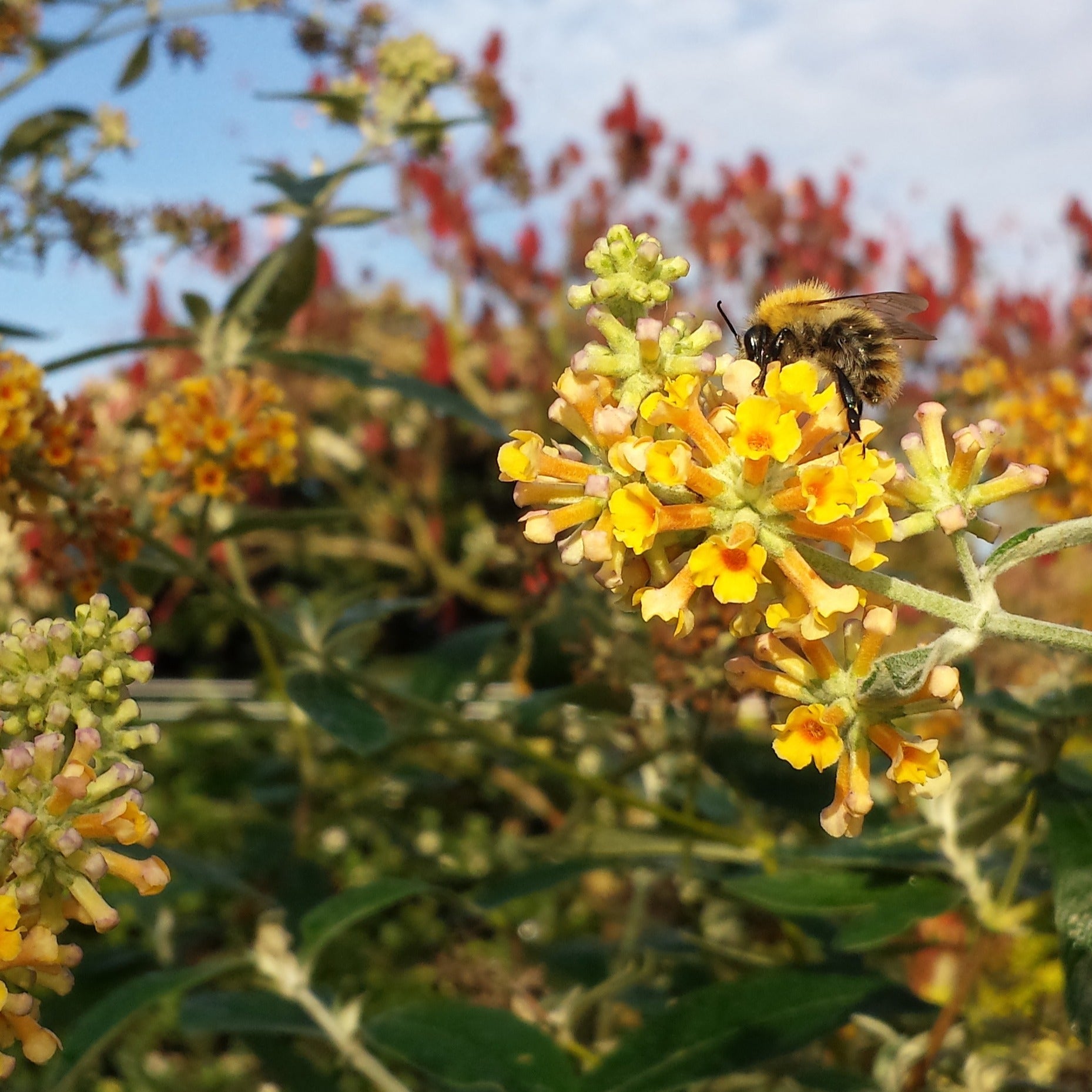 Schmetterlingsflieder Sungold - Bakker