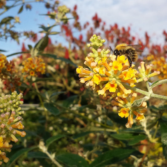 Schmetterlingsflieder Sungold - Bakker