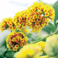 Schmetterlingsflieder Sungold - Buddleja x weyeriana Sungold - Bakker