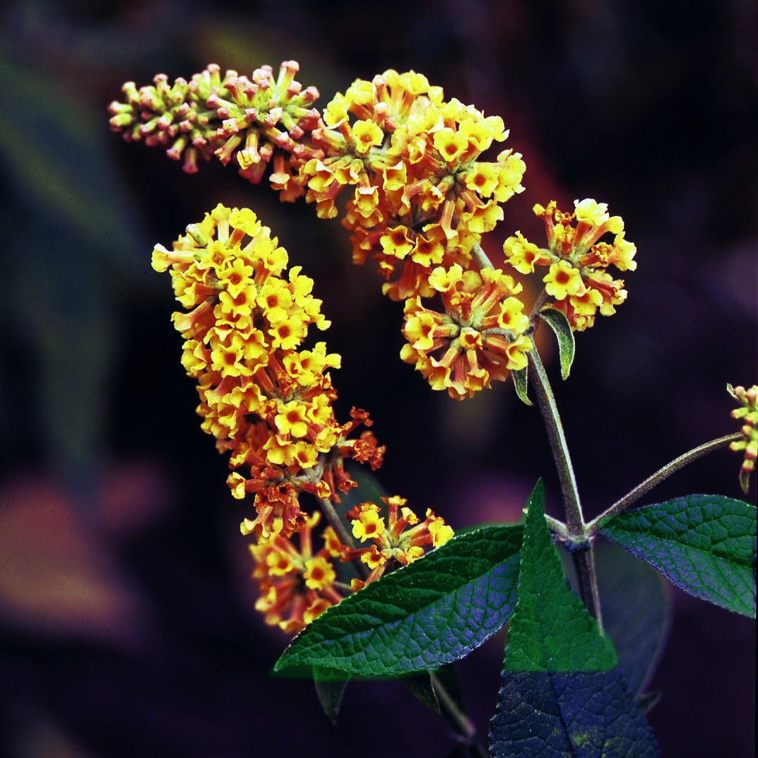 Buddleja x weyeriana Sungold - Schmetterlingsflieder Sungold - Schmetterlingsstrauch - Buddleja