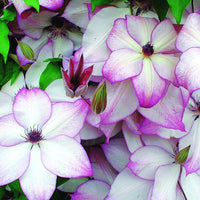Clematis florida fond memories - Waldrebe Fond Memories - Clematis