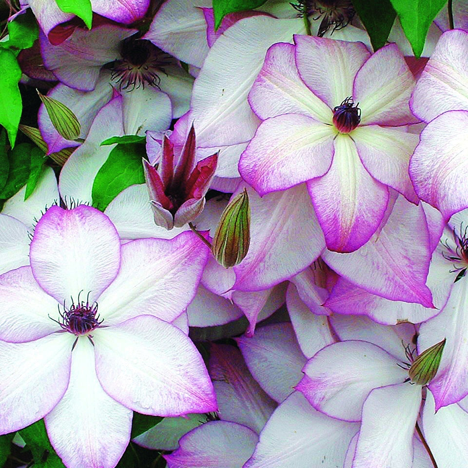 Clematis florida fond memories - Waldrebe Fond Memories - Clematis