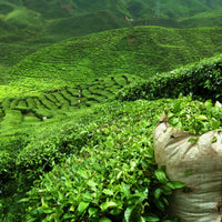 Verkauf Teestrauch - Camellia sinensis