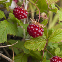 Arktische Himbeere - Bakker