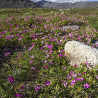 Arktische Himbeere - Rubus arcticus - Bakker