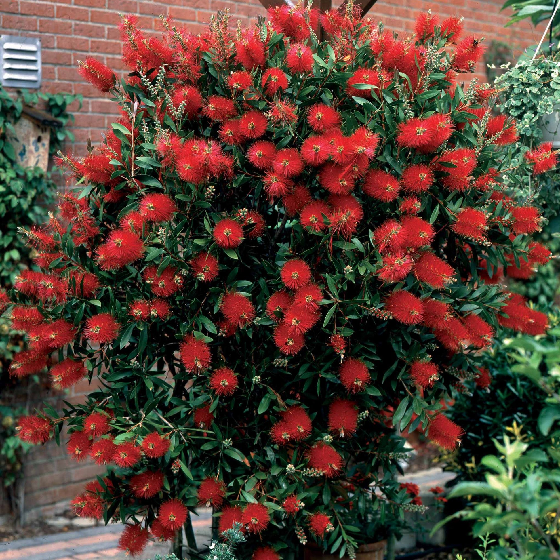 Blühende Sträucher - Zylinderputzer - Callistemon laevis