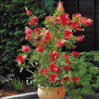 Callistemon laevis - Zylinderputzer - Blühende Sträucher