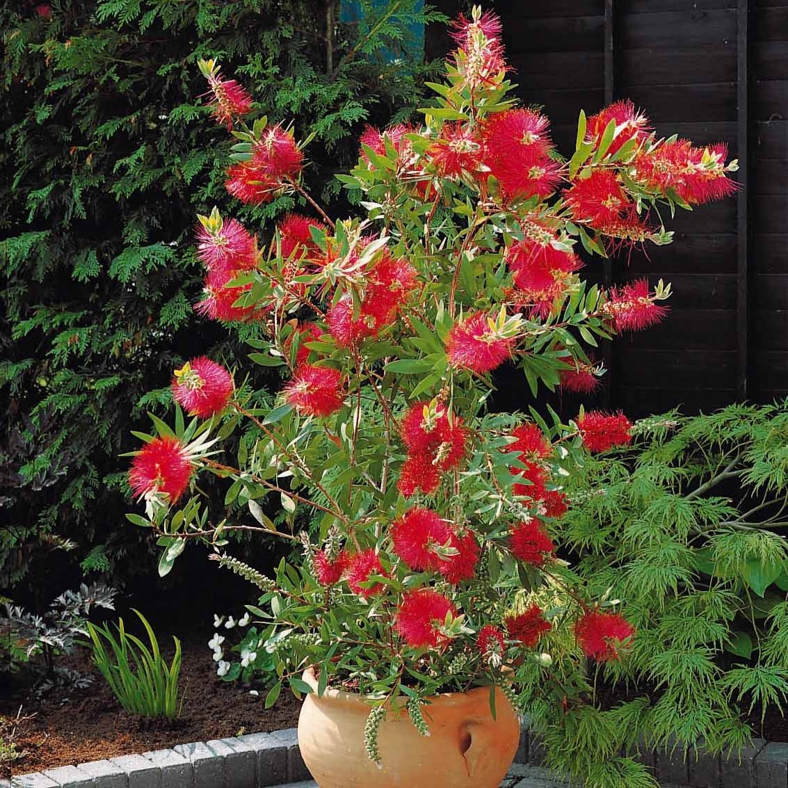 Callistemon laevis - Zylinderputzer - Blühende Sträucher