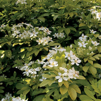 Verkauf Orangenblume ‘Sundance’ - Mexikanischer Orangenbaum
