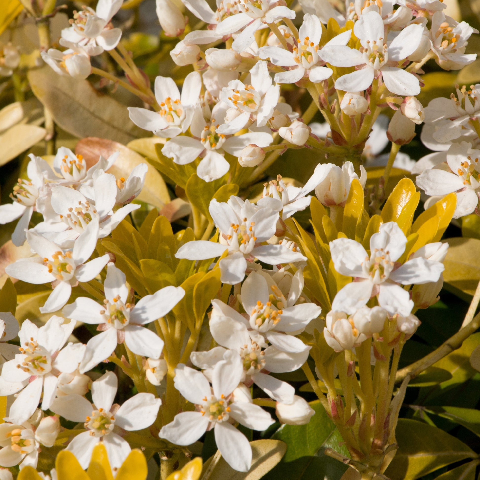 Verkauf Orangenblume ‘Sundance’