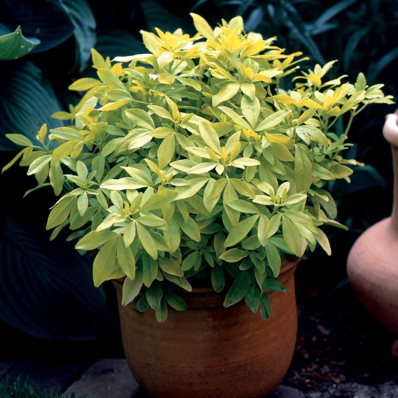 Verkauf Choisya ternata Sundance Lich - Orangenblume ‘Sundance’