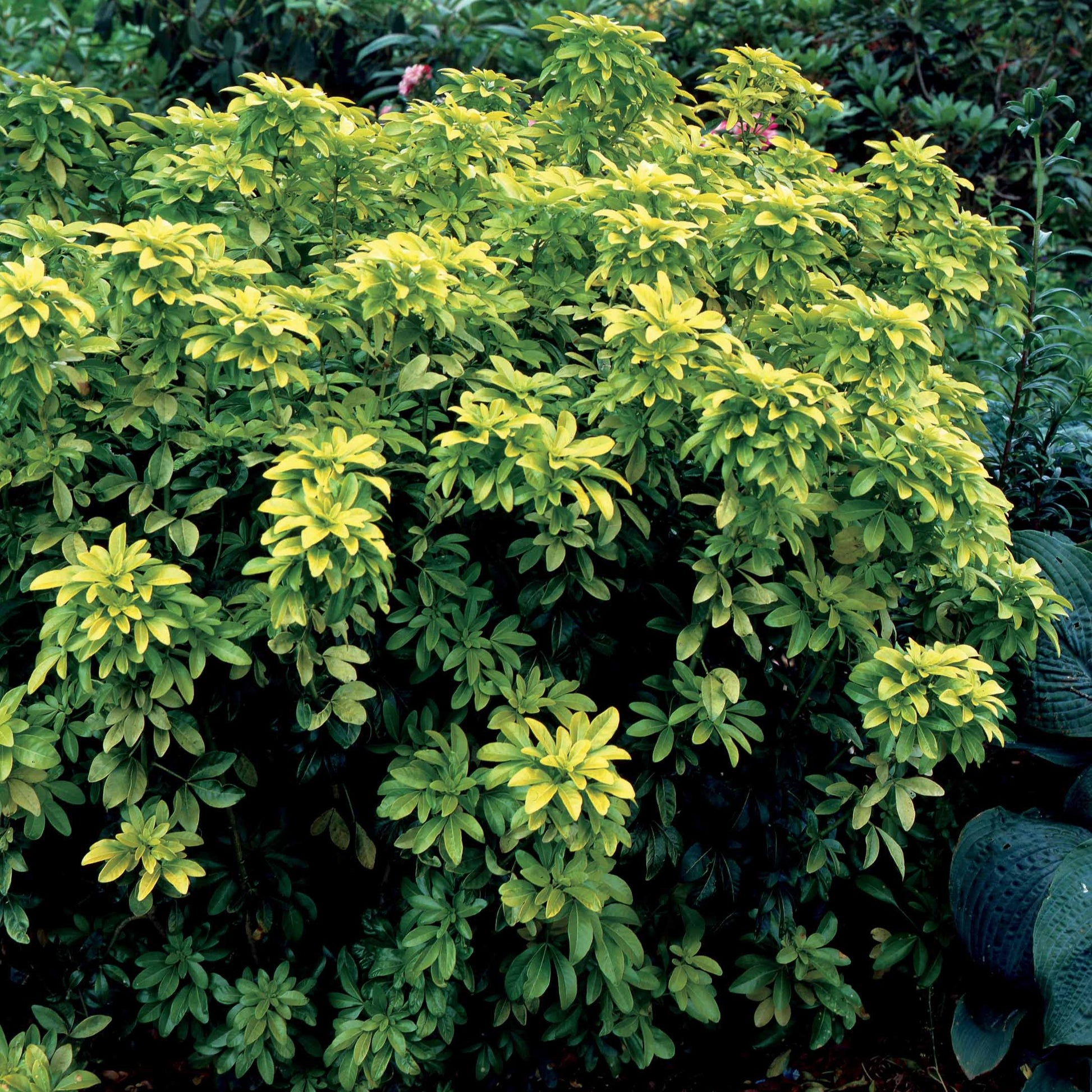 Verkauf Mexikanischer Orangenbaum - Orangenblume ‘Sundance’