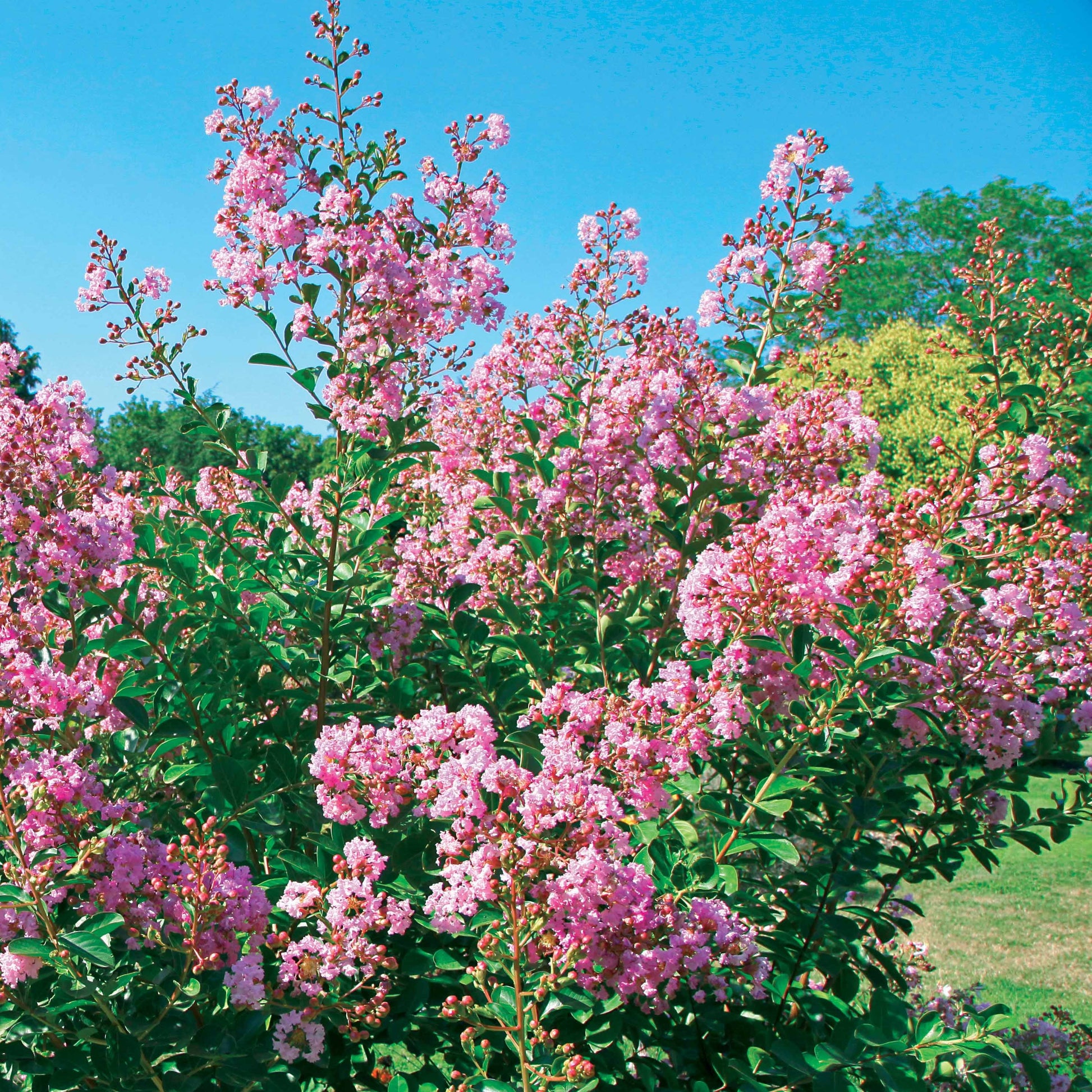 Kreppmyrte ‘Petit Pink’ - Bakker