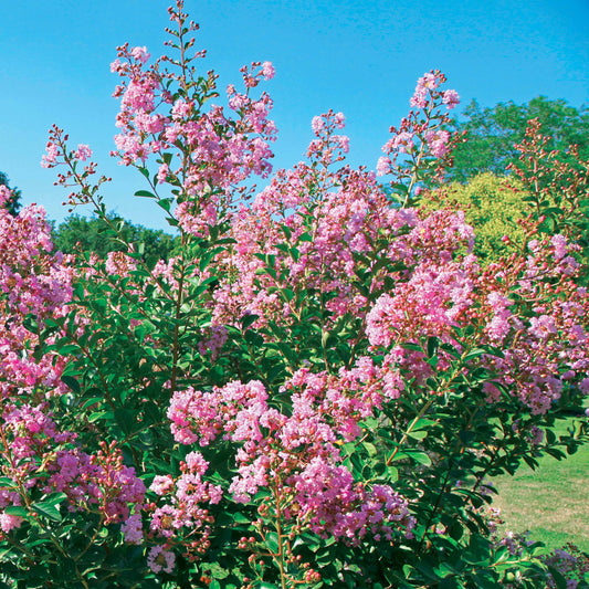 Kreppmyrte ‘Petit Pink’ - Bakker