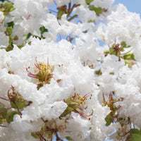 Lagerstroemia indica Neige d'Été - Lagerströmie ‘Neige d’Été’ - Indischer Flieder