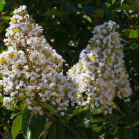 Verkauf Lagerströmie ‘Neige d’Été’ - Lagerstroemia indica Neige d'Été