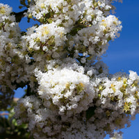 Lagerströmie ‘Neige d’Été’ - Lagerstroemia indica Neige d'Été - Bakker