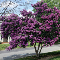 Lagerstroemia indica - Kreppmyrten Kollektion Rot/Violett/Weiß (x3) - Indischer Flieder