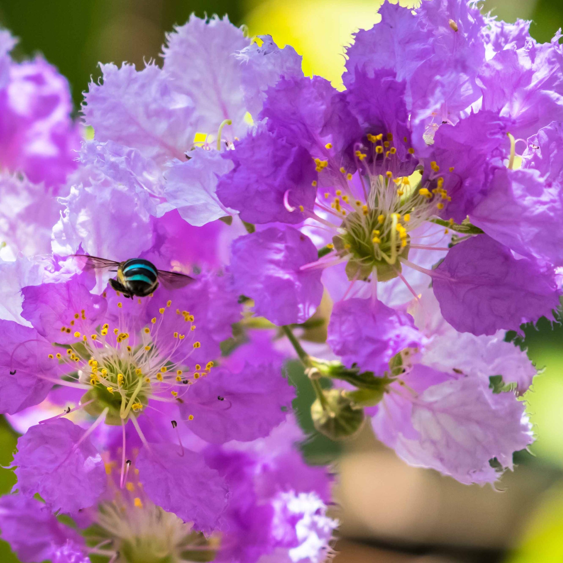 Lagerströmie ‘Lafayette’ - Lagerstroemia indica Lafayette - Bakker