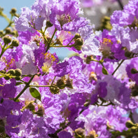 Lagerstroemia indica Lafayette - Lagerströmie ‘Lafayette’ - Indischer Flieder